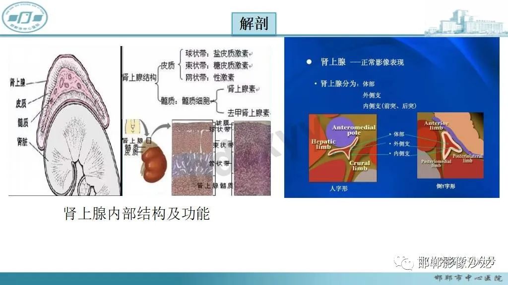 影像PPT - 【病例】肾上腺平滑肌肉瘤1例MR影像-20 影像PPT - 【病例】肾上腺平滑肌肉瘤1例MR影像-20