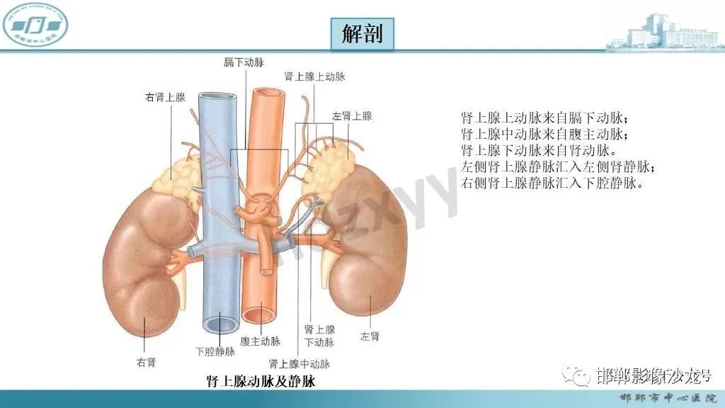 影像PPT - 【病例】肾上腺平滑肌肉瘤1例MR影像-21 影像PPT - 【病例】肾上腺平滑肌肉瘤1例MR影像-21