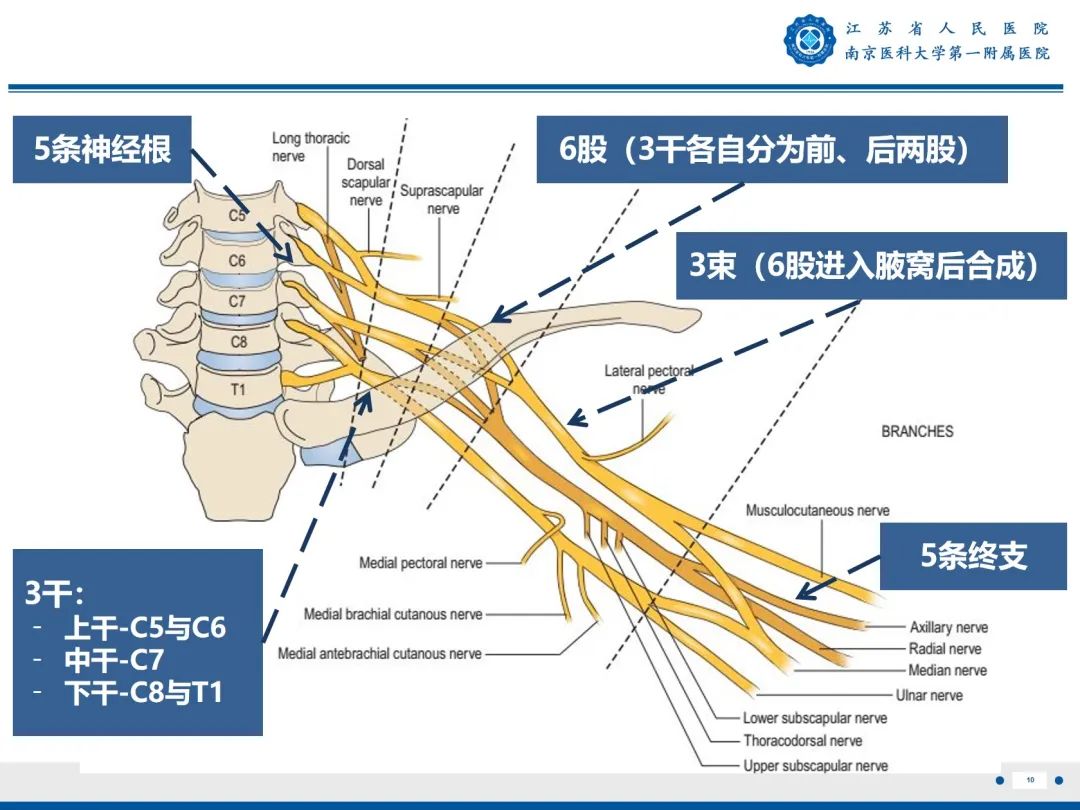 影像PPT - 【PPT】臂丛病变-11