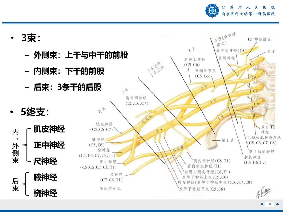 影像PPT - 【PPT】臂丛病变-12