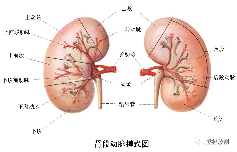 影像PPT - 副肾动脉-1 影像PPT - 副肾动脉-1