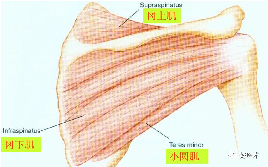 影像PPT - 肩关节损伤的影像学诊断-10 影像PPT - 肩关节损伤的影像学诊断-10