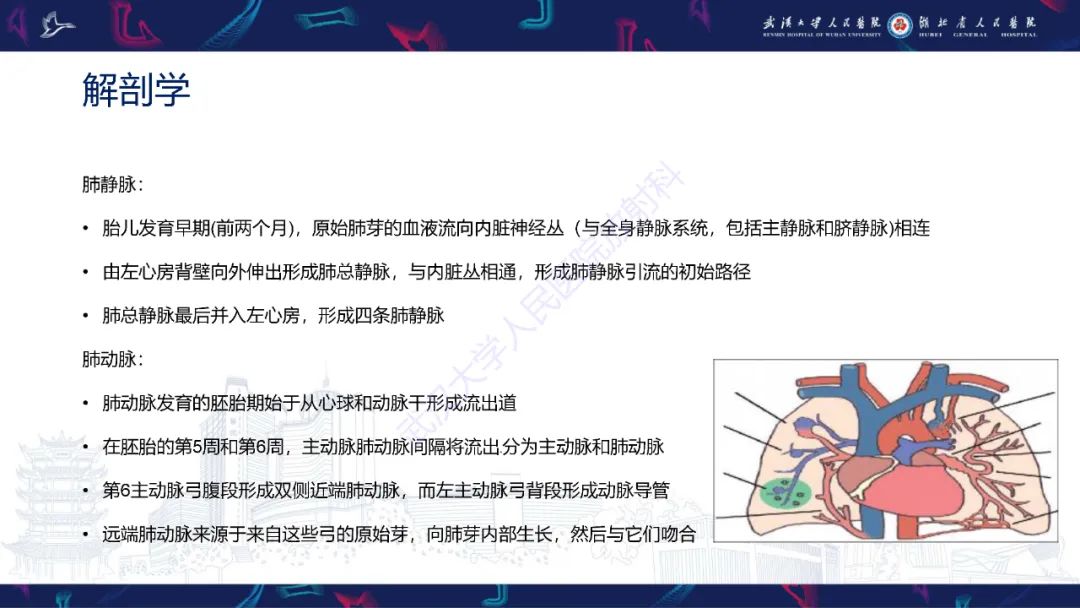 影像PPT - 【PPT】肺动静脉畸形CT诊断-7
