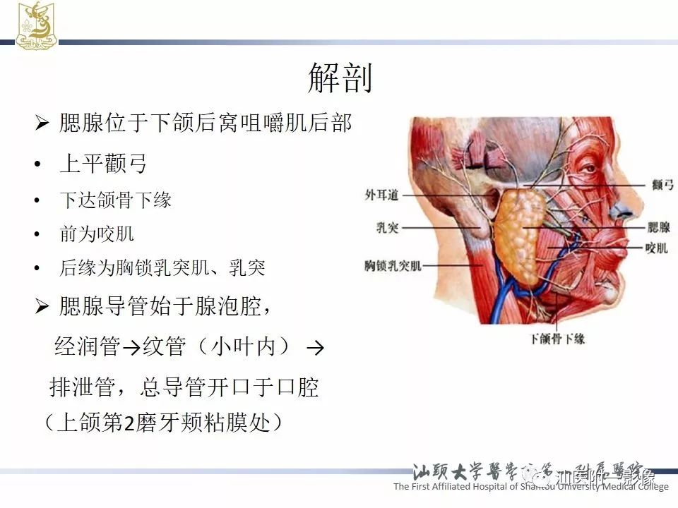 影像PPT - 【PPT】腮腺病变CT诊断-2