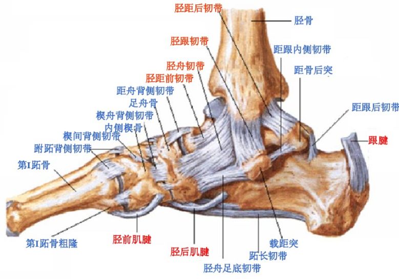 影像PPT - 踝关节MRI解剖及7种常见损伤类型影像表现-2 影像PPT - 踝关节MRI解剖及7种常见损伤类型影像表现-2