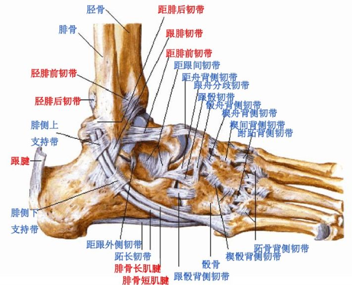 影像PPT - 踝关节MRI解剖及7种常见损伤类型影像表现-1 影像PPT - 踝关节MRI解剖及7种常见损伤类型影像表现-1