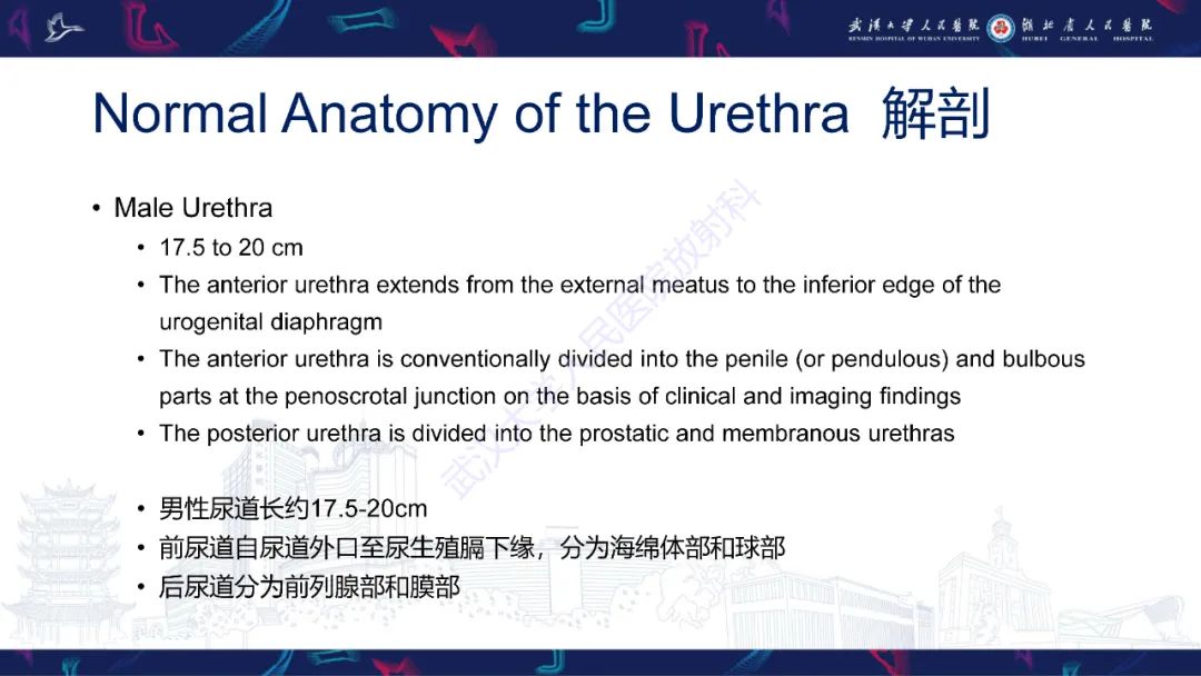 影像PPT - 【PPT】尿道造影疾病诊断-2