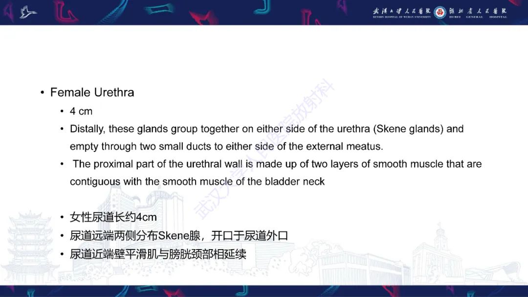 影像PPT - 【PPT】尿道造影疾病诊断-4