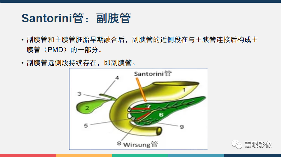 影像PPT - 【PPT】胰腺解剖变异、发育异常及相关病变影像评估-5