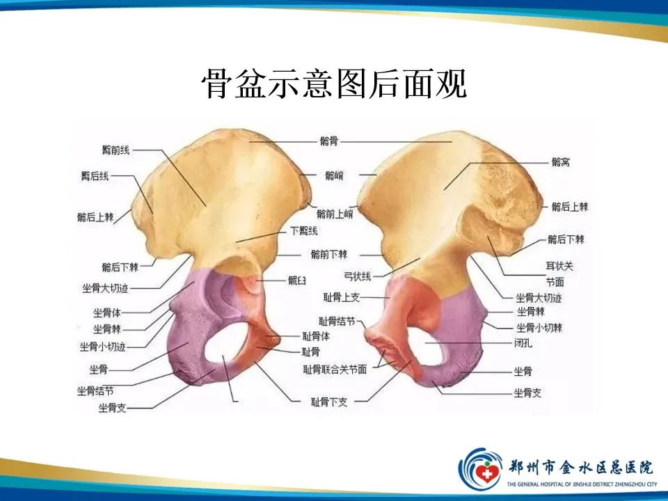 影像PPT - 【PPT】骨盆拍片技术与临床意义-4