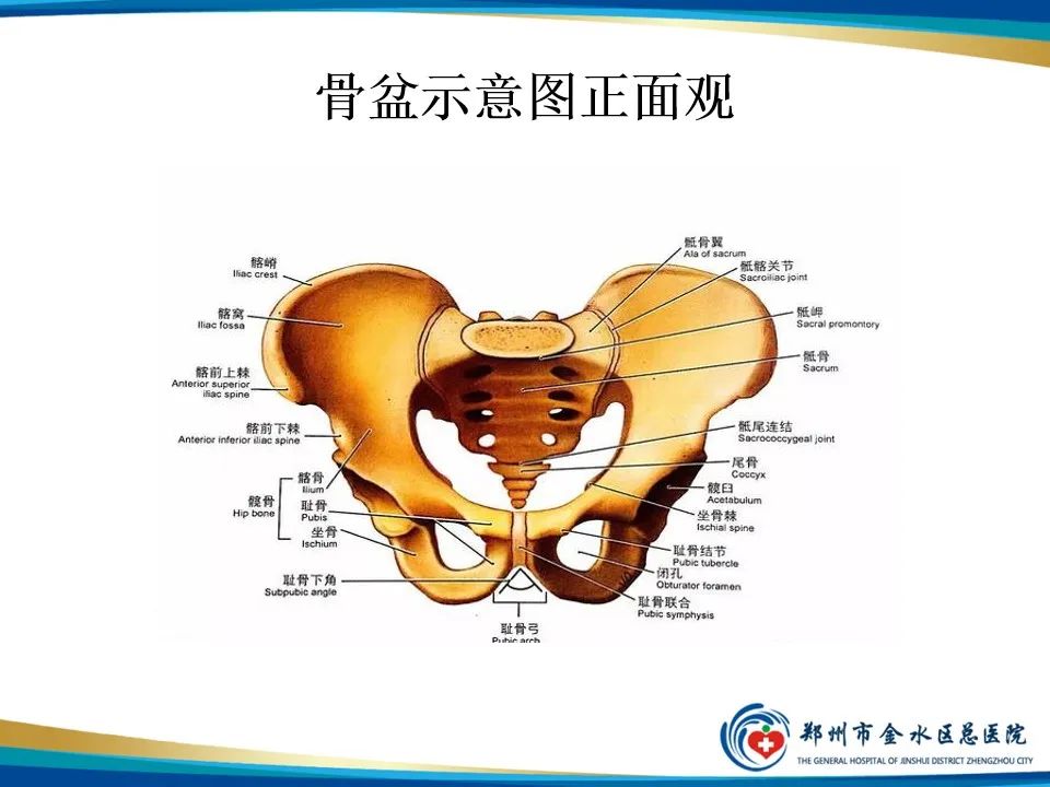 影像PPT - 【PPT】骨盆拍片技术与临床意义-3