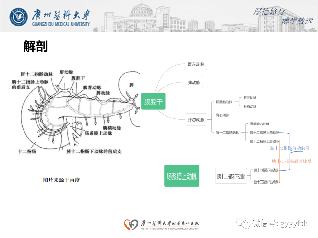 影像PPT - 【病例】正中弓状韧带压迫综合征1例CT影像-7