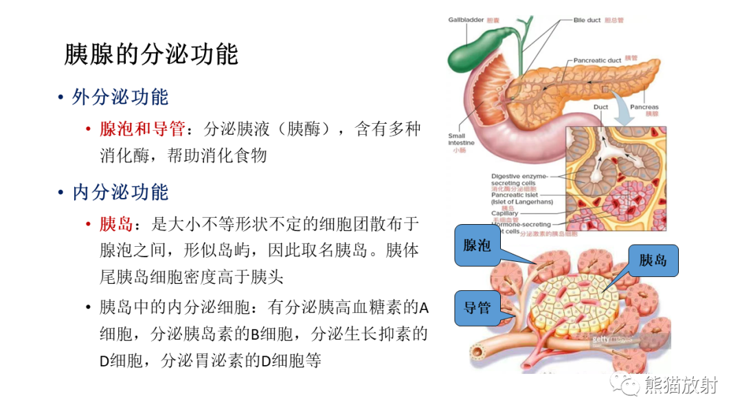 影像PPT - 【病例】胰腺神经内分泌肿瘤2例CT及MR影像-18