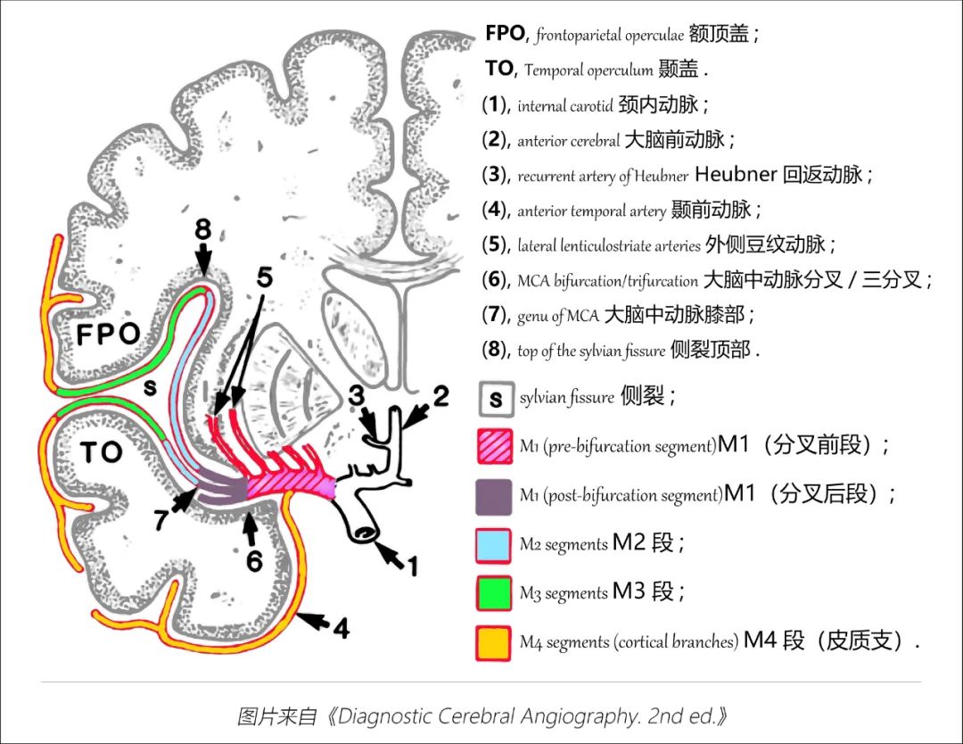 影像PPT - 大脑中动脉解剖-5 影像PPT - 大脑中动脉解剖-5
