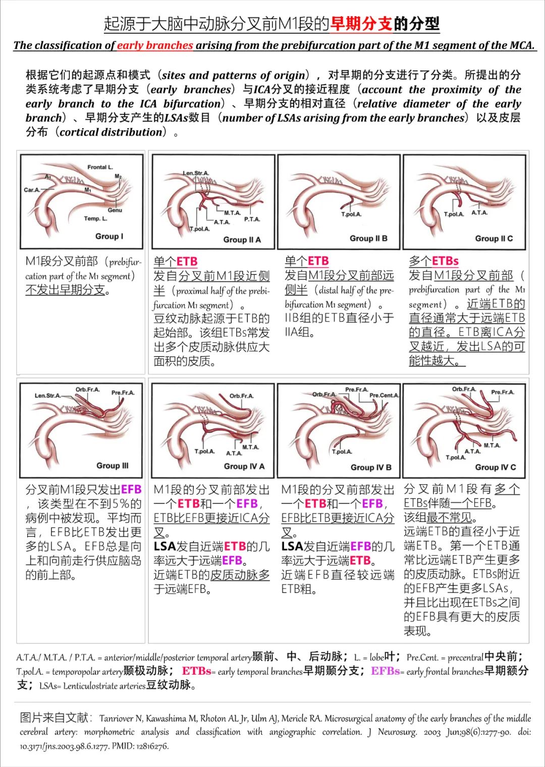 影像PPT - 大脑中动脉解剖-8 影像PPT - 大脑中动脉解剖-8