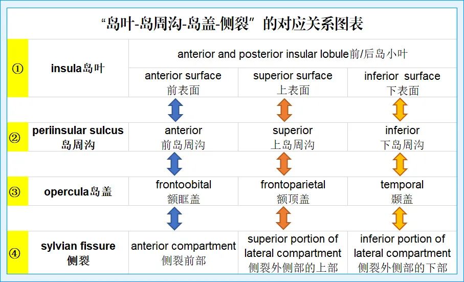 影像PPT - 大脑中动脉解剖-13 影像PPT - 大脑中动脉解剖-13
