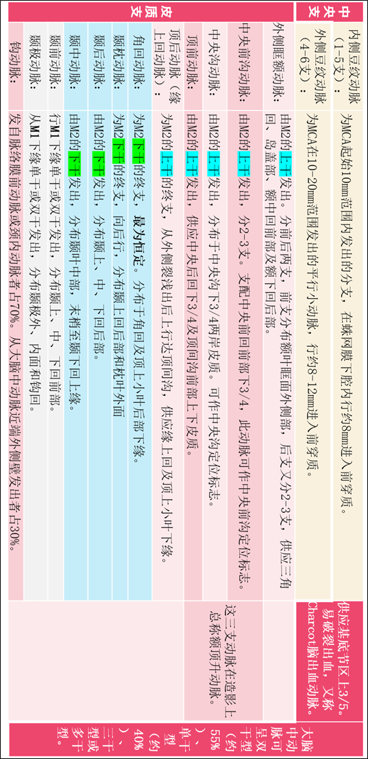影像PPT - 大脑中动脉解剖-20 影像PPT - 大脑中动脉解剖-20