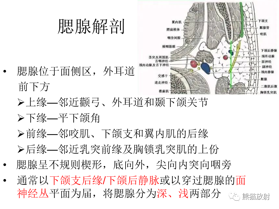 影像PPT - 【病例】腮腺腺淋巴瘤 & 粘液表皮样癌-13