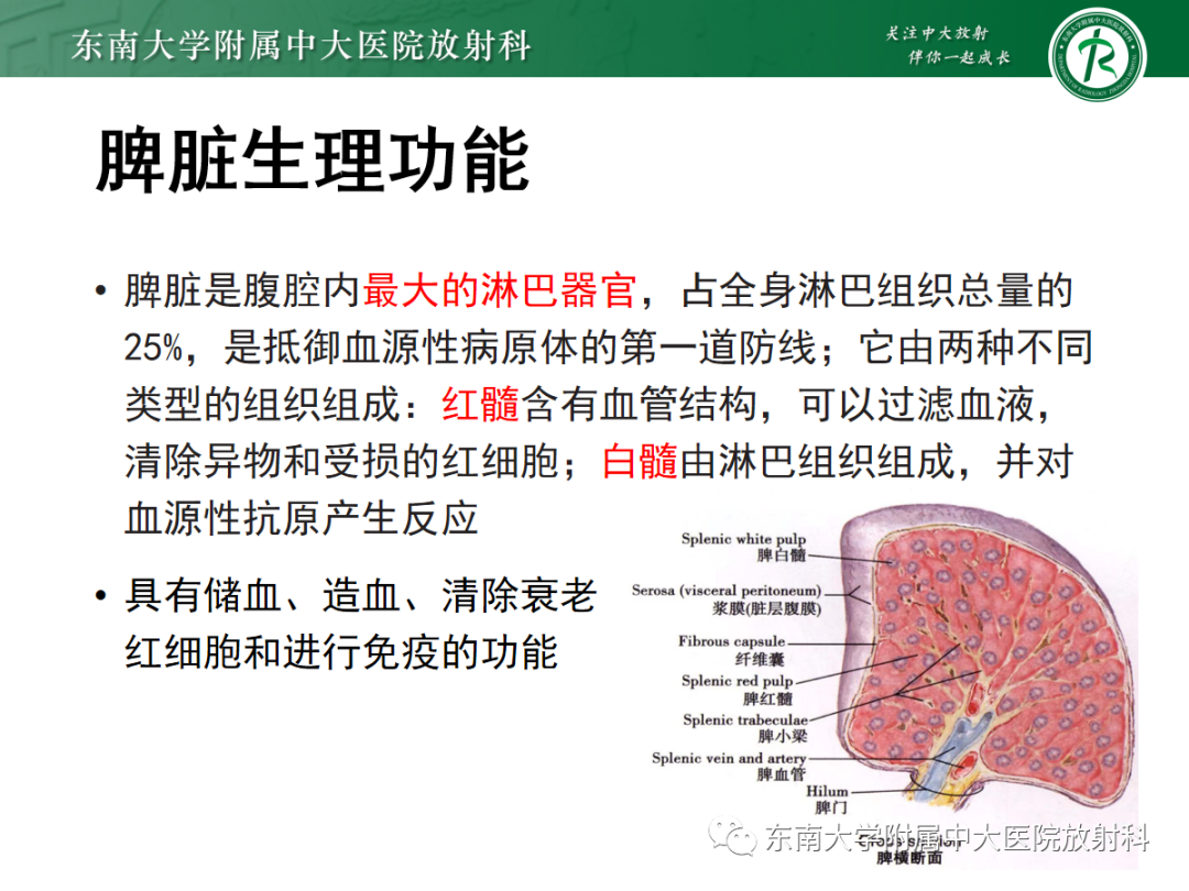 影像PPT - 【PPT】脾脏硬化性血管瘤样结节性转化-4