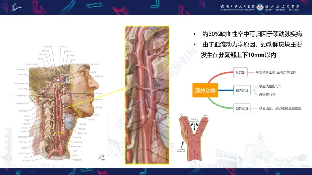 影像PPT - 【PPT】颈动脉斑块HR-MR影像判读-2