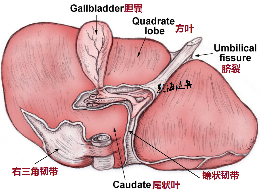 影像PPT - 重新认识肝尾状叶-1 影像PPT - 重新认识肝尾状叶-1