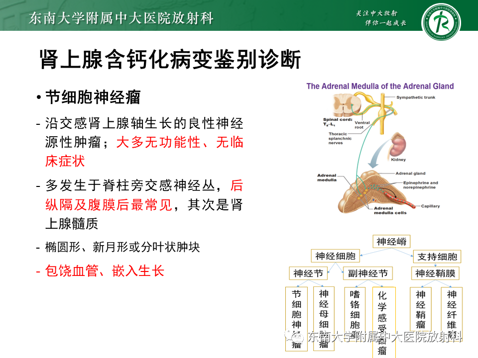 影像PPT - 【PPT】肾上腺占位病例随访-8
