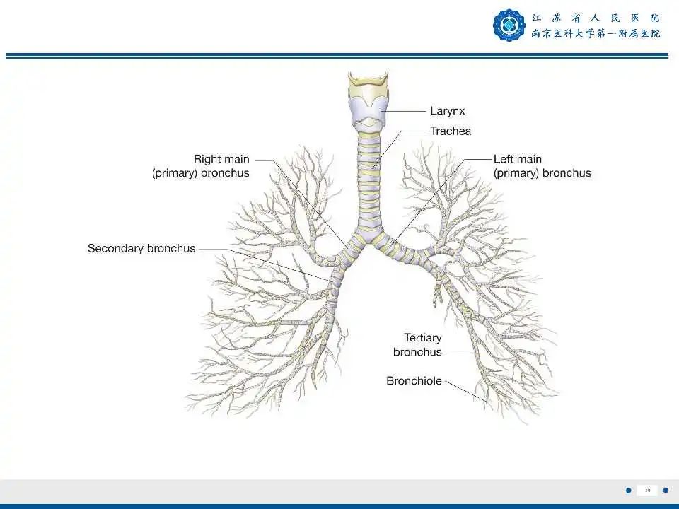 影像PPT - 【PPT】肺脓肿-19