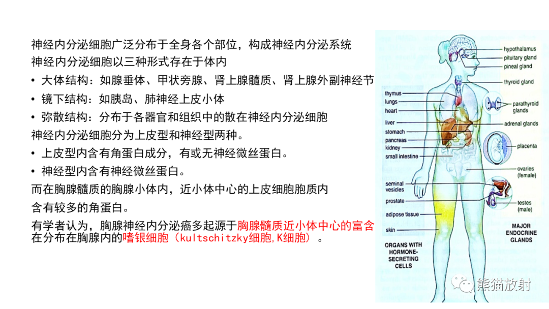 影像PPT - 【病例】胸腺神经内分泌肿瘤2例CT影像-19