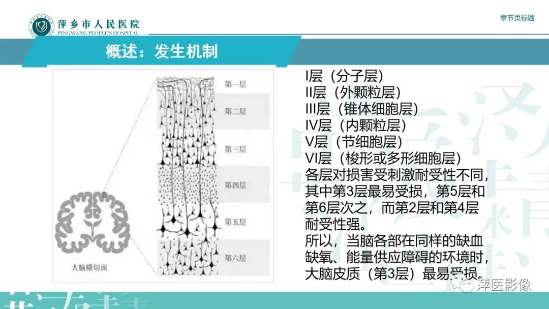 影像PPT - 【PPT】脑皮质层状坏死的影像诊断-13