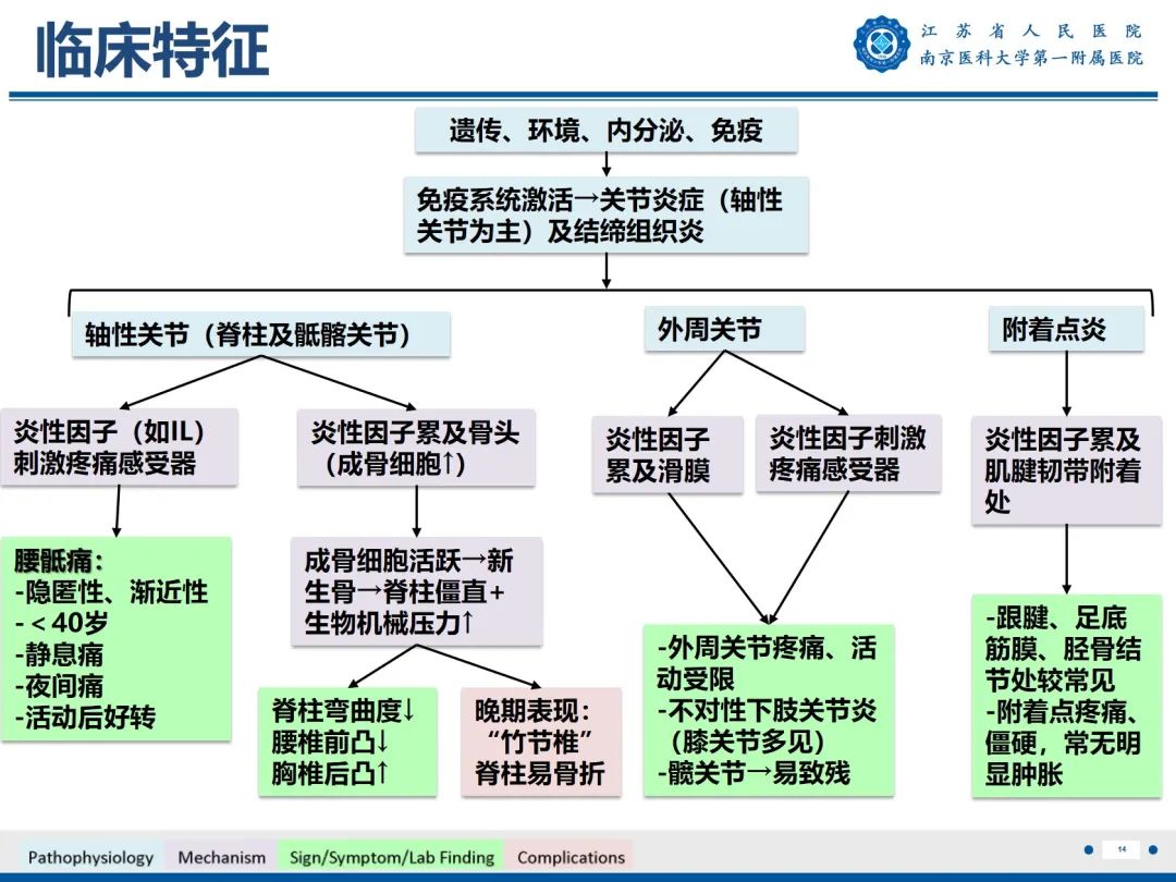 影像PPT - 【PPT】强直性脊柱炎-15