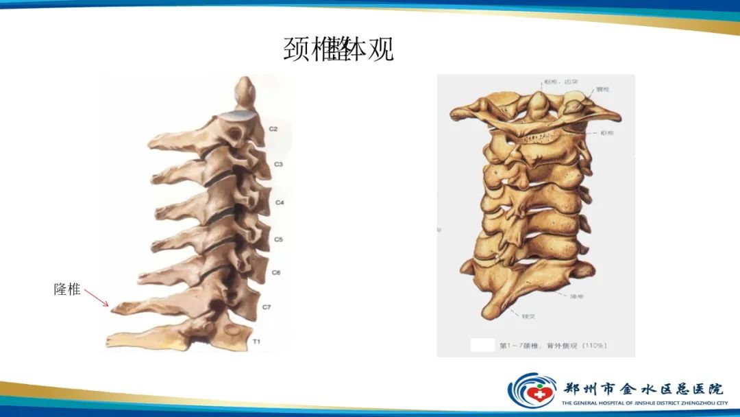 影像PPT - 【PPT】颈椎拍片技术与临床意义-3