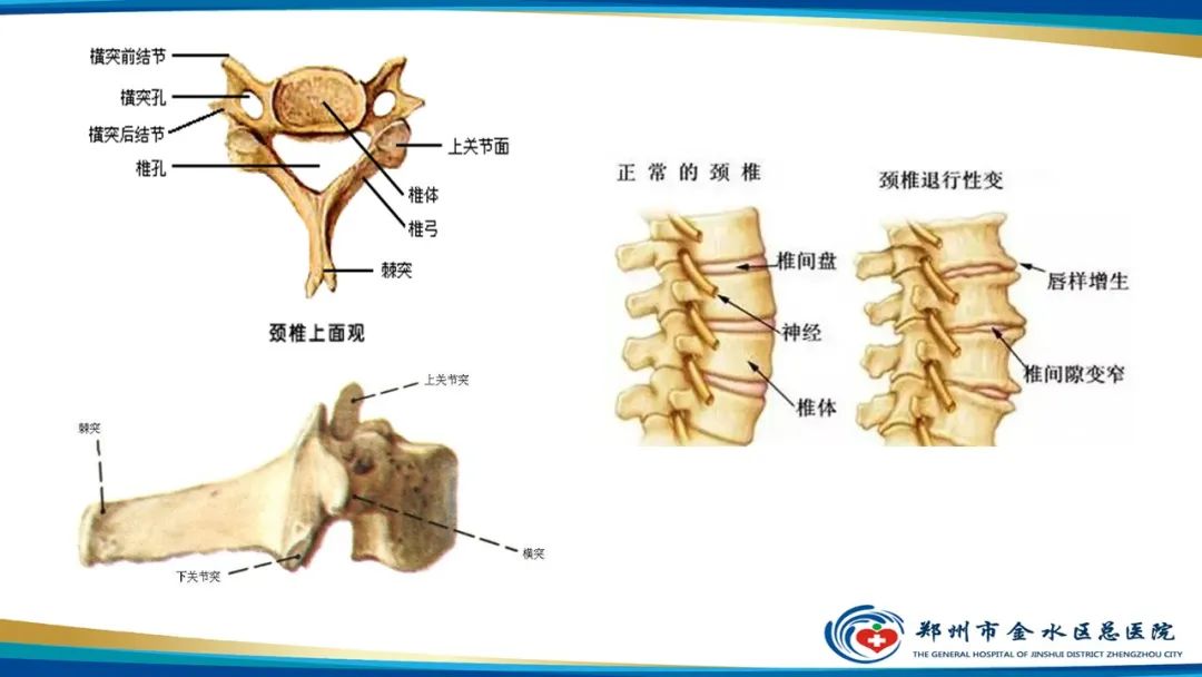 影像PPT - 【PPT】颈椎拍片技术与临床意义-5
