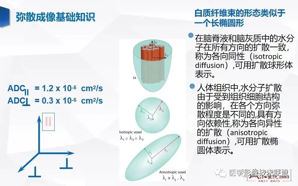 影像PPT - 【PPT】磁共振弥散成像的原理及应用-11