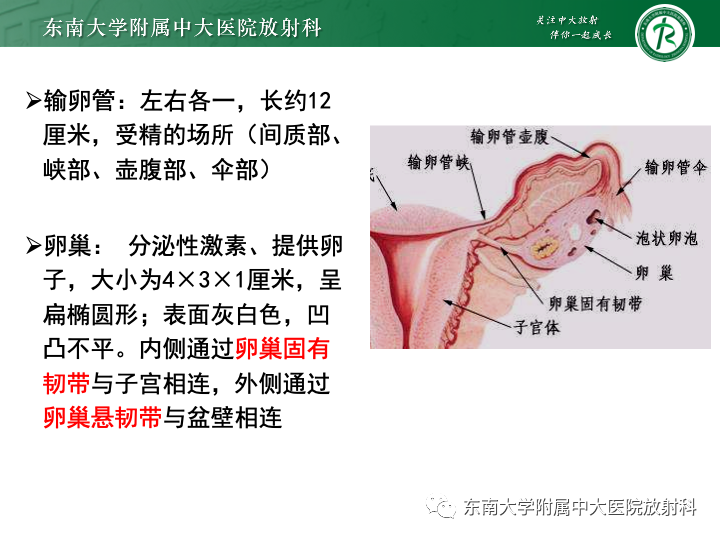 影像PPT - 【病例】附件扭转4例病例随访-18