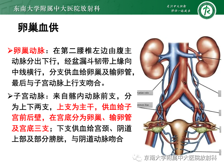 影像PPT - 【病例】附件扭转4例病例随访-20