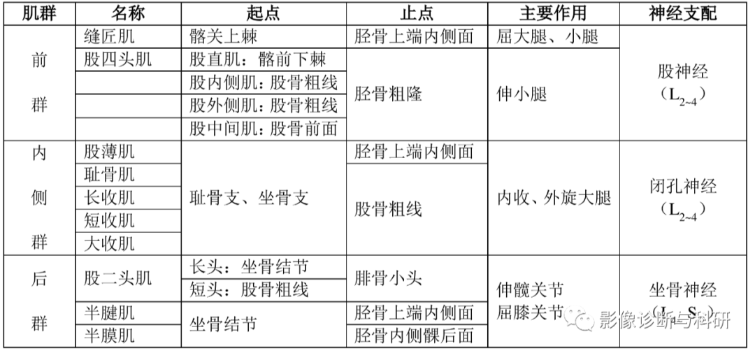 影像PPT - 髋关节MR轴位详细标注-1 影像PPT - 髋关节MR轴位详细标注-1