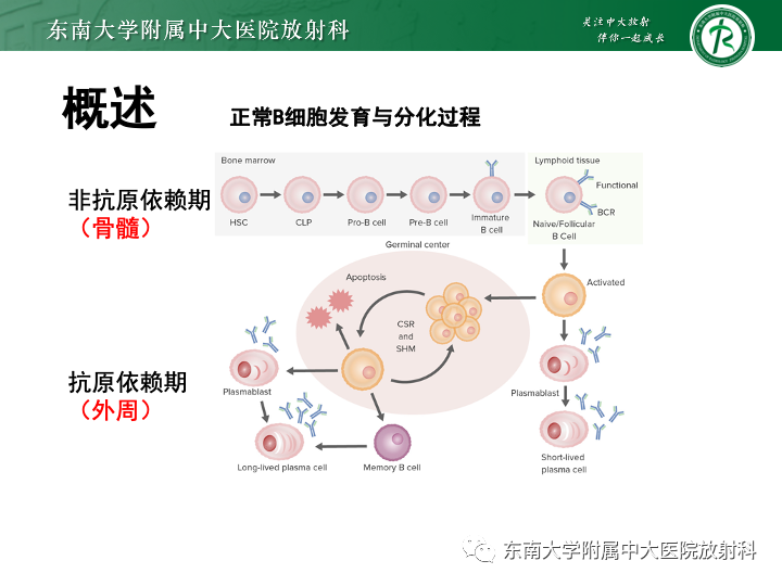 影像PPT - 【PPT】多发性骨髓瘤-8 影像PPT - 【PPT】多发性骨髓瘤-8