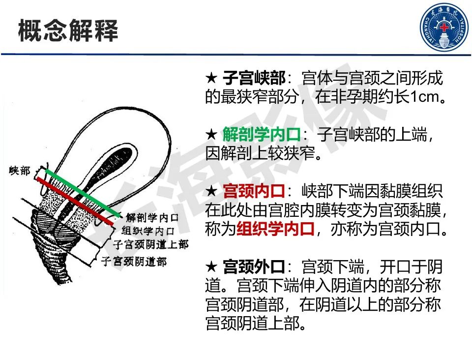 影像PPT - 【PPT】子宫畸形的分类及MR诊断-5