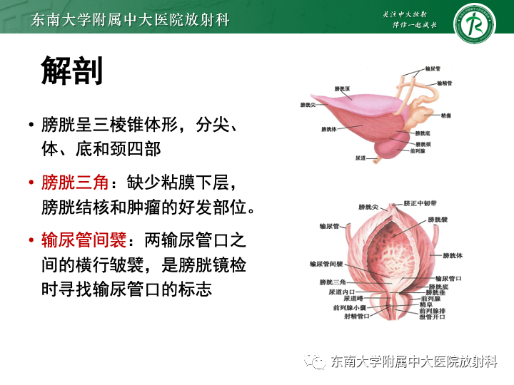 影像PPT - 【PPT】腺性膀胱炎-7 影像PPT - 【PPT】腺性膀胱炎-7