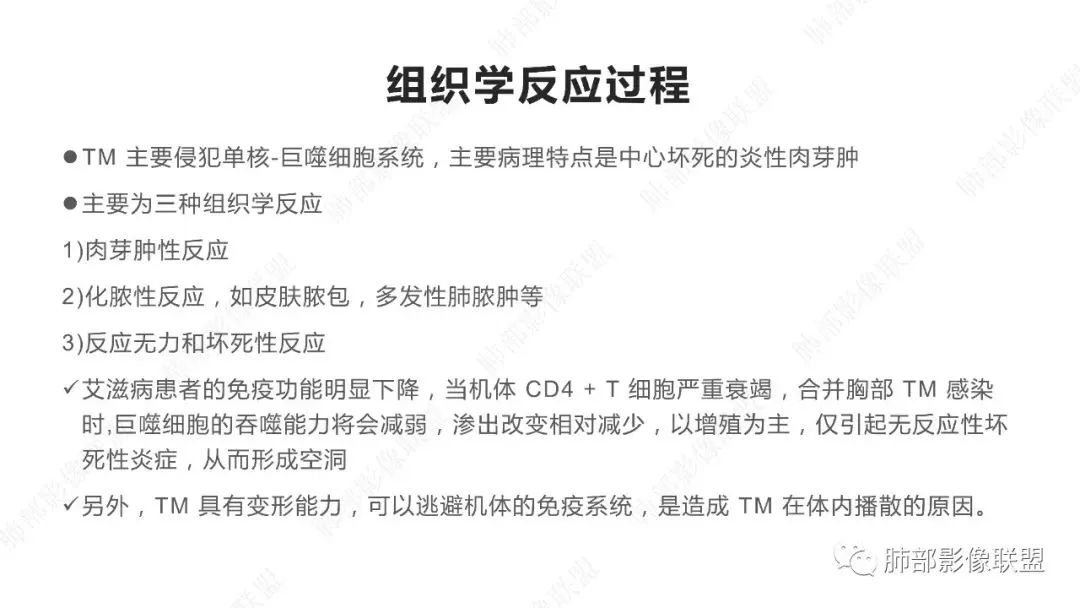 影像PPT - 【PPT】马尔尼菲篮状菌的CT表现-6 影像PPT - 【PPT】马尔尼菲篮状菌的CT表现-6
