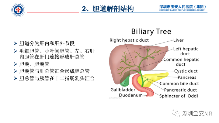 影像PPT - 【PPT】胆道系统癌前病变及病理对照-4