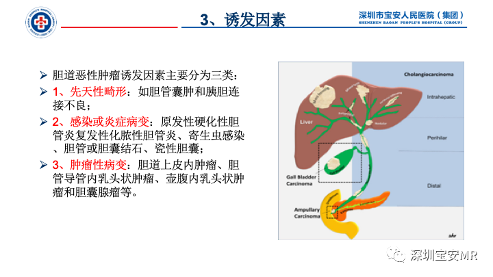 影像PPT - 【PPT】胆道系统癌前病变及病理对照-5