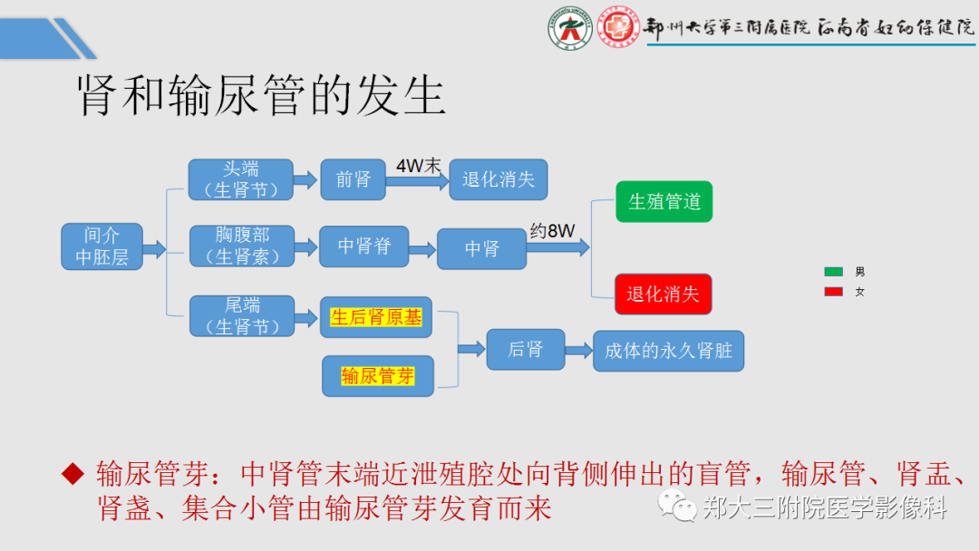 影像PPT - 【PPT】胎儿泌尿生殖系统常见疾病的MRI诊断-4