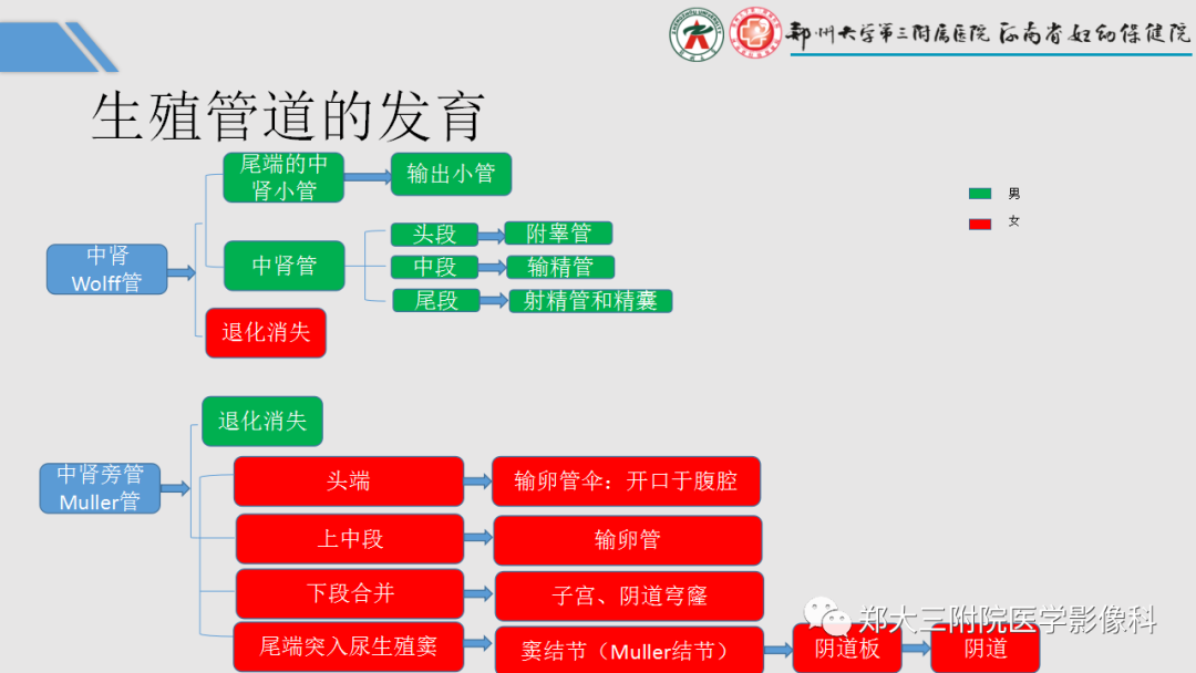 影像PPT - 【PPT】胎儿泌尿生殖系统常见疾病的MRI诊断-10