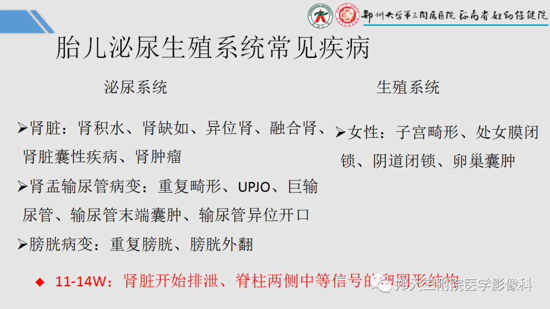 影像PPT - 【PPT】胎儿泌尿生殖系统常见疾病的MRI诊断-12