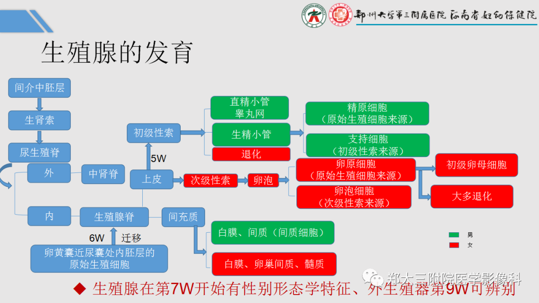 影像PPT - 【PPT】胎儿泌尿生殖系统常见疾病的MRI诊断-8