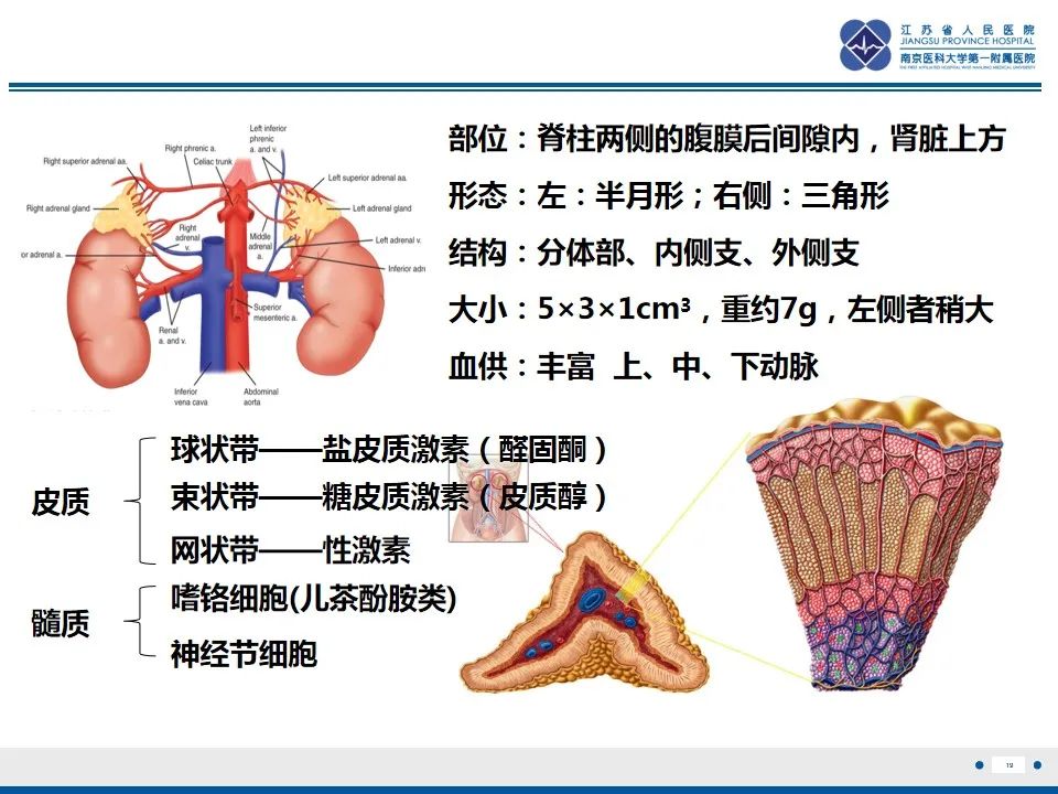 影像PPT - 【PPT】肾上腺腺瘤-19