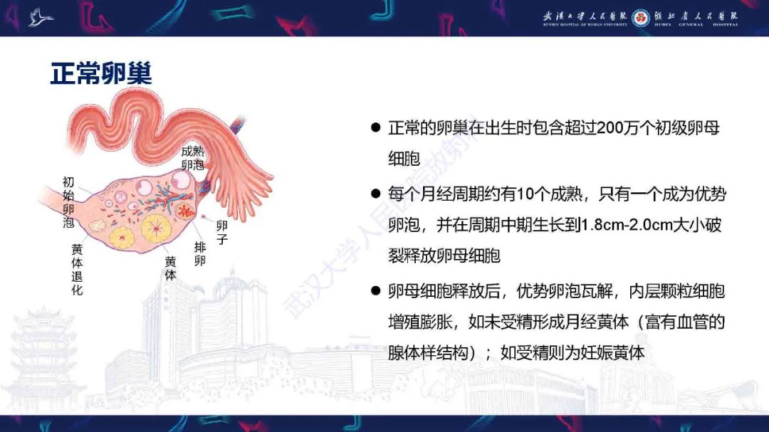 影像PPT - 【PPT】卵巢囊性病变影像诊断思路-8