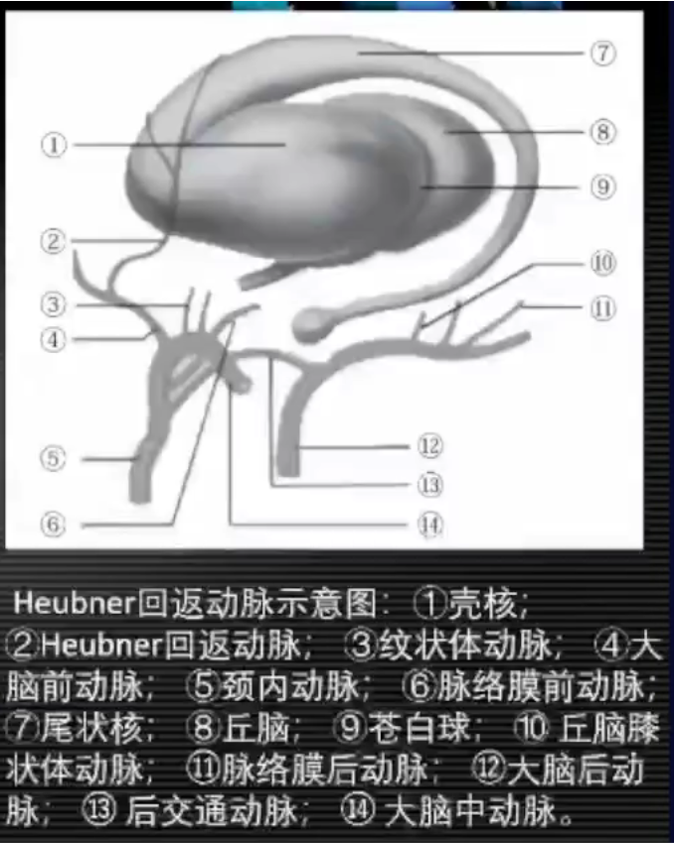 影像PPT - 急性脑梗死临床及其MRI影像特点-7 影像PPT - 急性脑梗死临床及其MRI影像特点-7