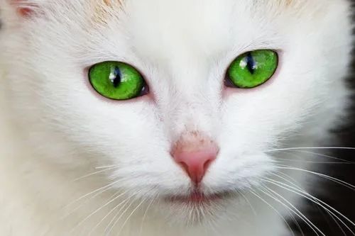 影像PPT - 【病例】猫眼征—双子宫双宫颈双阴道1例X线CT影像-1 影像PPT - 【病例】猫眼征—双子宫双宫颈双阴道1例X线CT影像-1